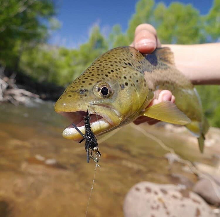 Trout on a fly