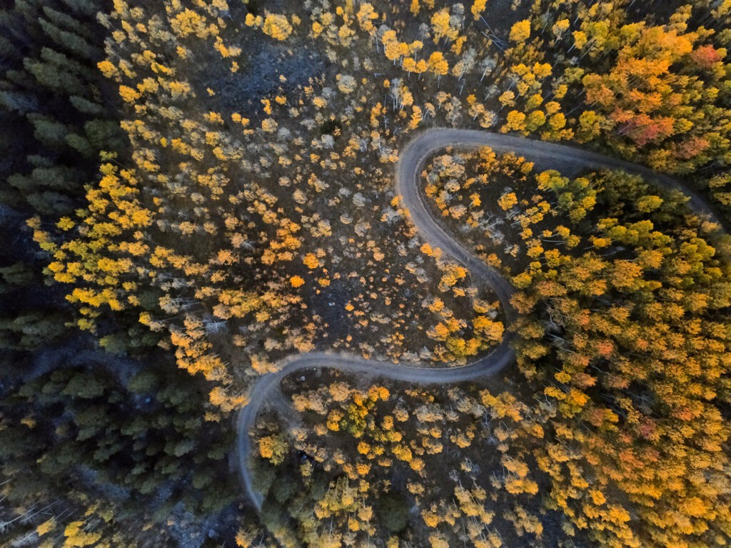 Fall Leaves in Colorado