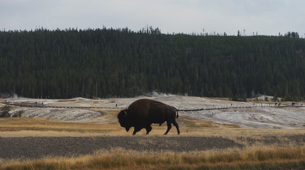 Bison roaming in Yellowstone National Park