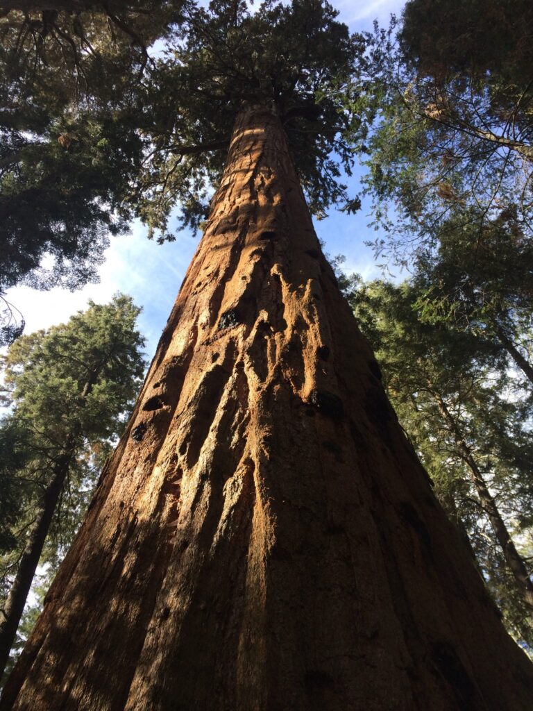 Giant Tree in Sequoia National Park