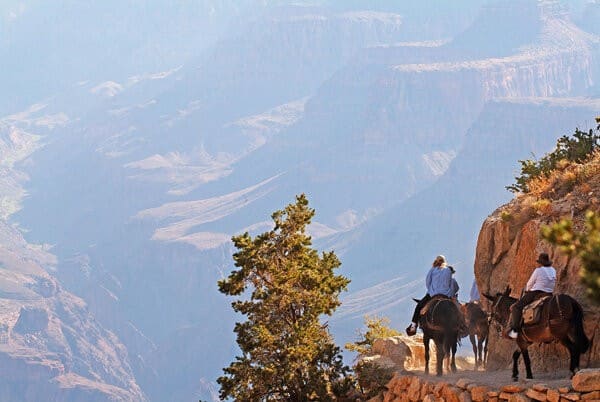 Mule rides in Grand Canyon National Park