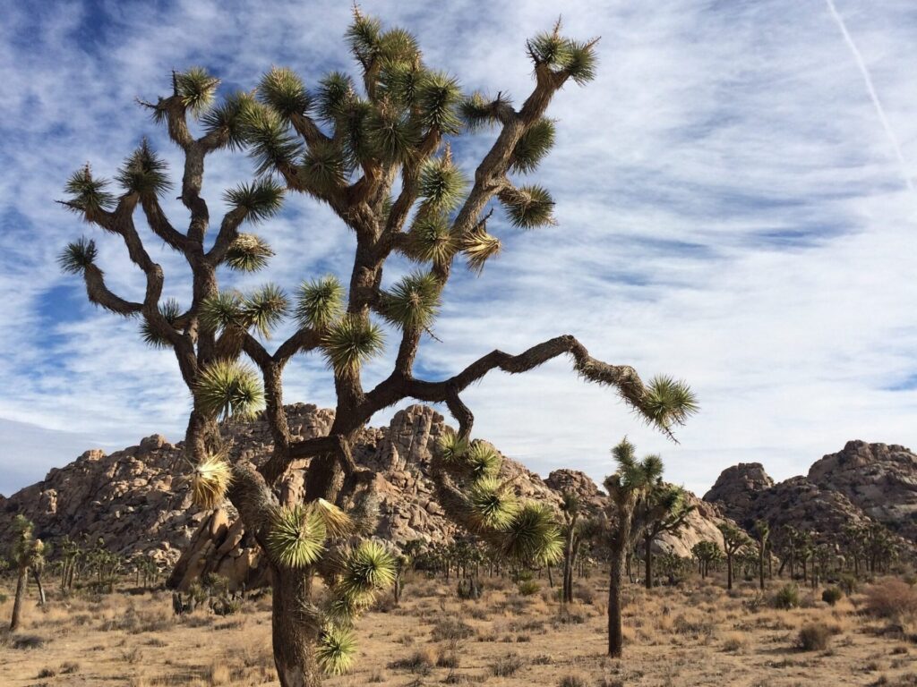 Joshua Tree National Park