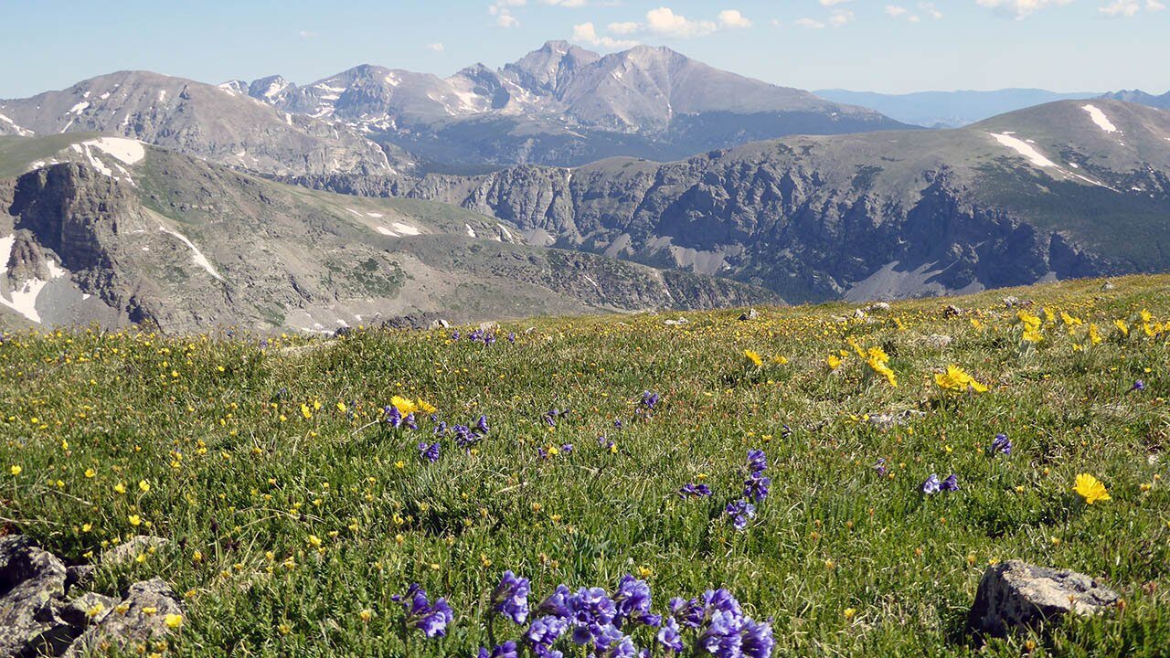 Mount Audubon wildflowers