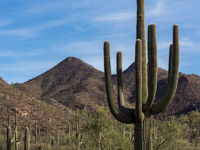 Cactus in Saguaro National Park