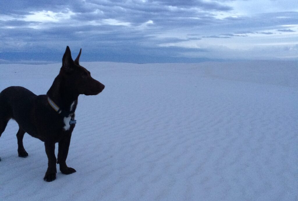 Dog in White Sands National Park