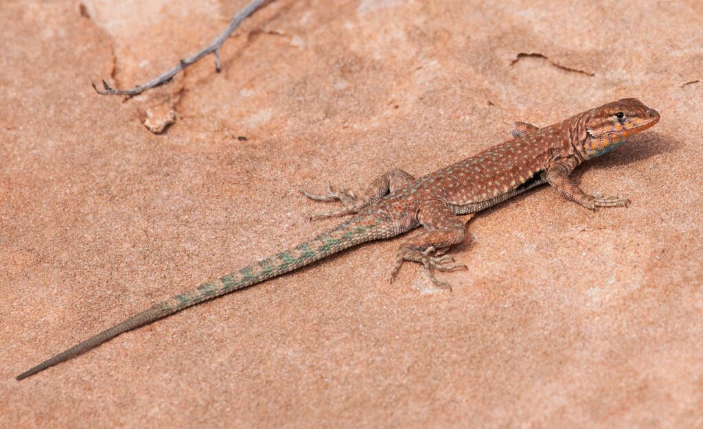 Lizard animal wildlife photography