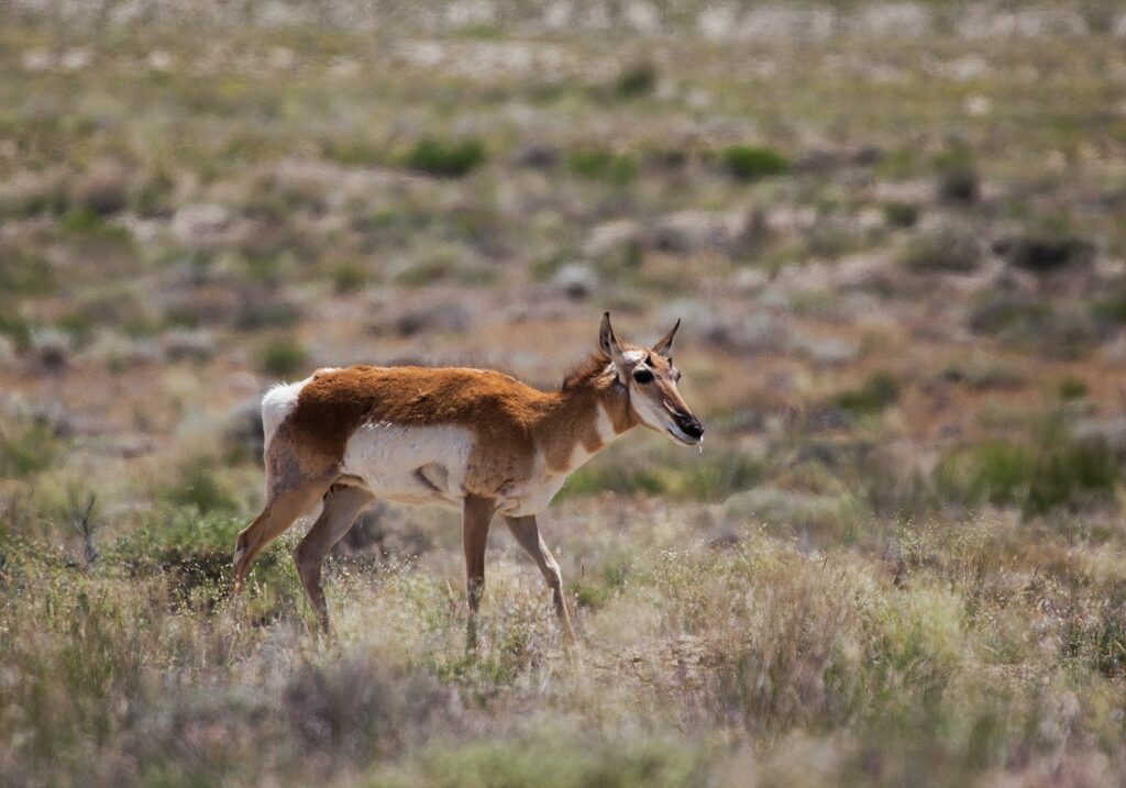 wildlife photography