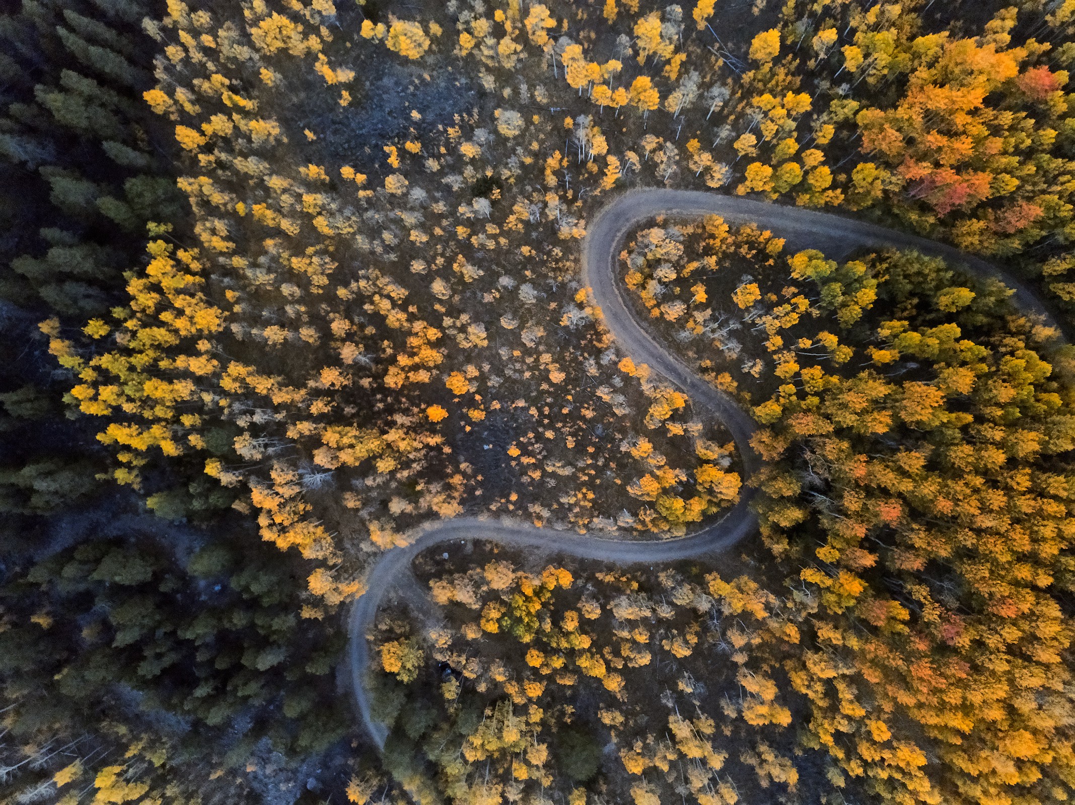 Leaf Peeping Colorado